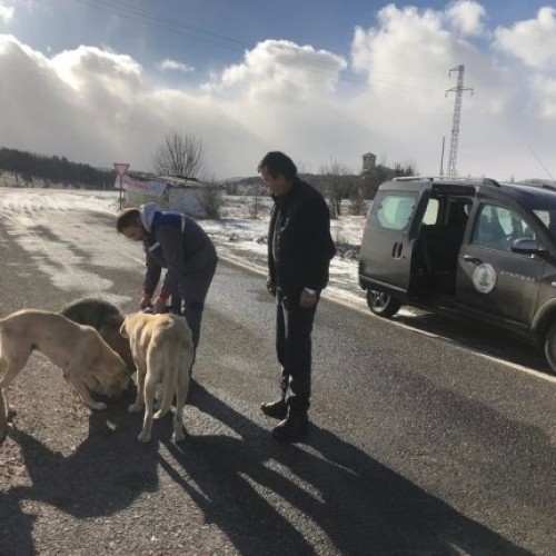 BELEDİYEMİZ, SOKAK HAYVANLARIMIZI UNUTMUYOR…