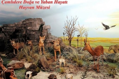 DOĞA VE YABAN HAYATI MÜZESİNİN TANITIMI BAŞLADI…