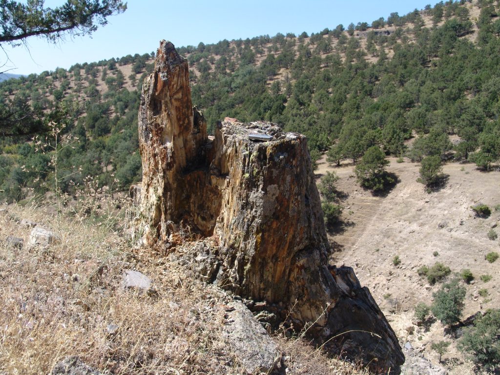Fosil Ormanı ve Değerli Taşlar görsel 7