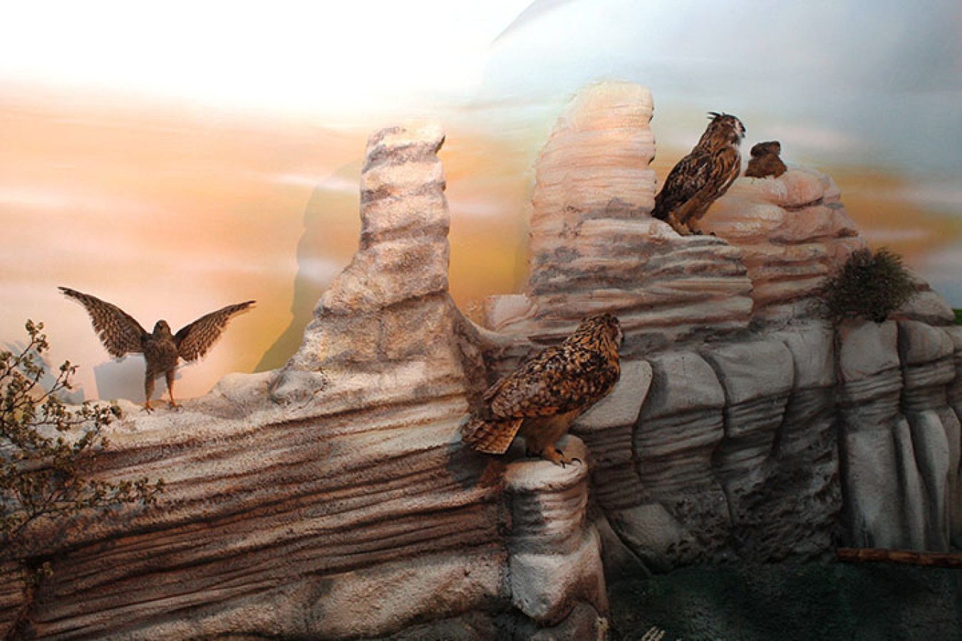 Doğa ve Hayvan Müzesi – sergi alanı