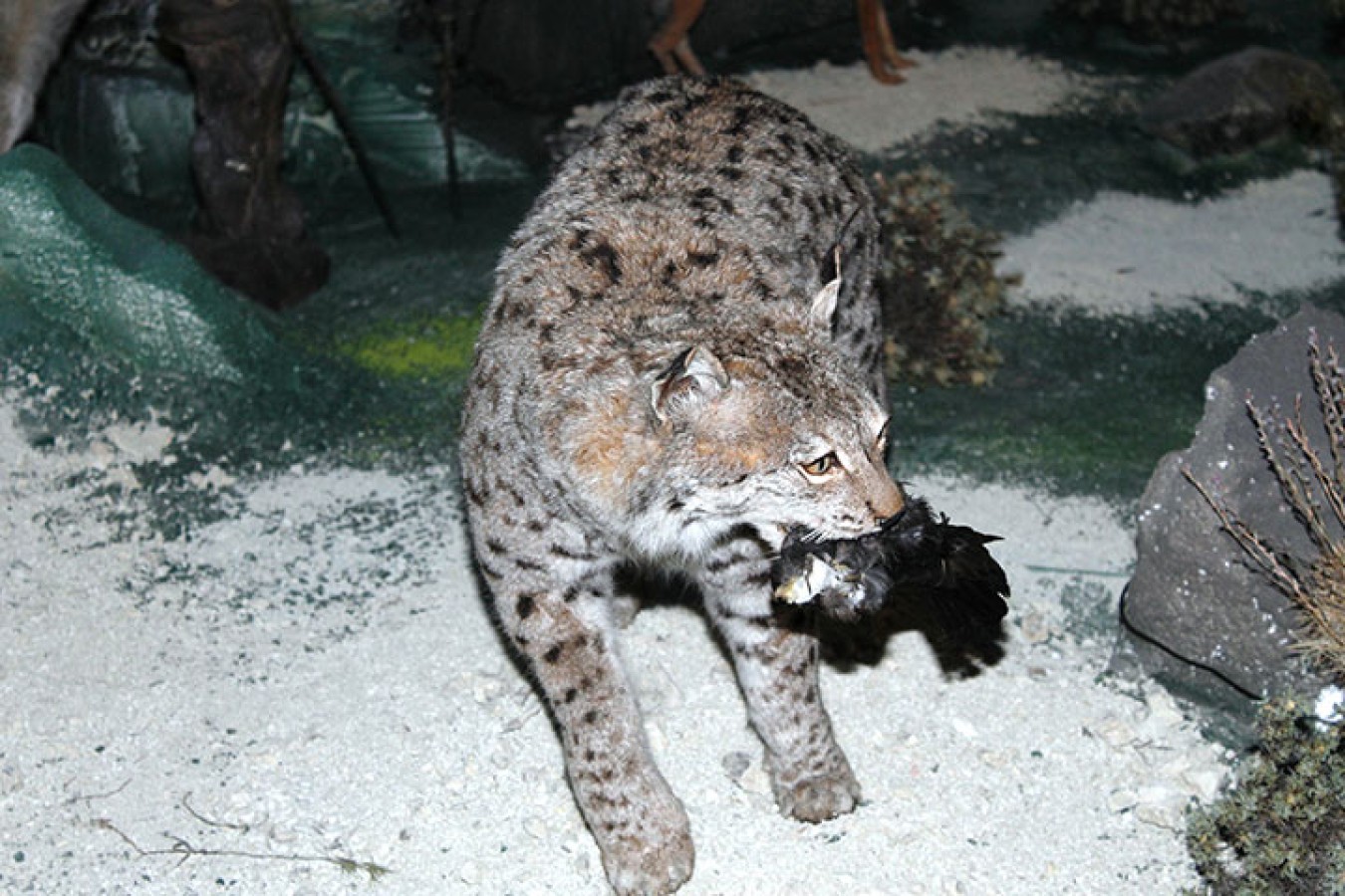 Koleksiyon – detay çekim