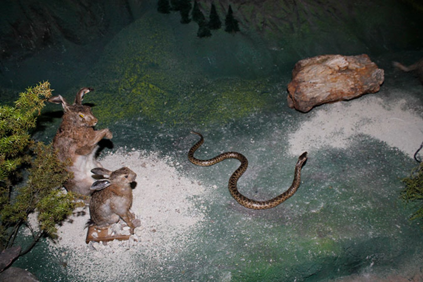 Yaban hayatı anlatımı – sergi detayı