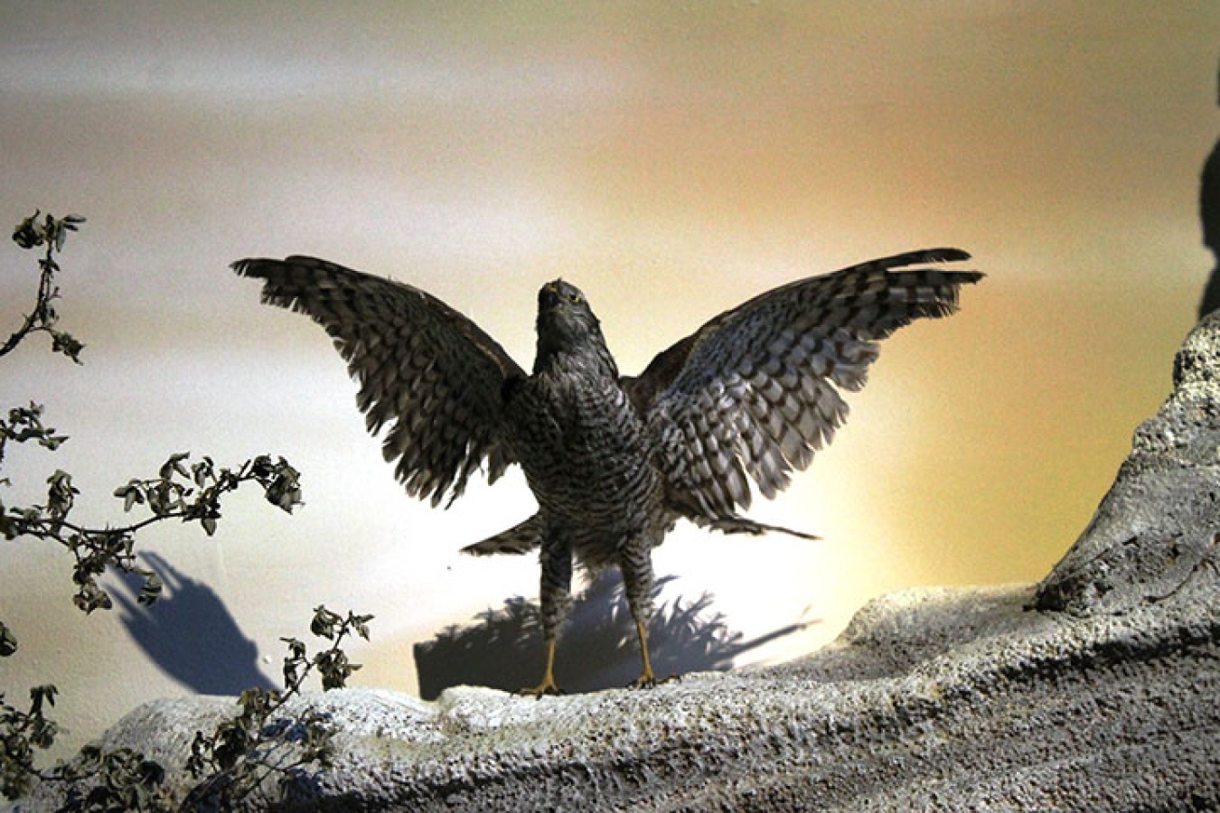 Doğa temalı sergileme düzeni