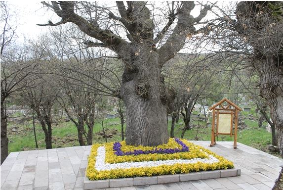 TESCİLLENEN SEMERKANDİ AĞACIMIZIN YOLU ve ÇEVRESİ YENİLENDİ